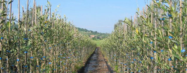 Dal 1984 fornisce le migliori piante per la produzione di Olio Toscano IGP